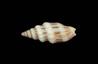 藏品(蛹筆螺)的圖片